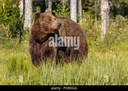 Ours brun (Ursus arctos), sur la forêt, la Finlande. Banque D'Images