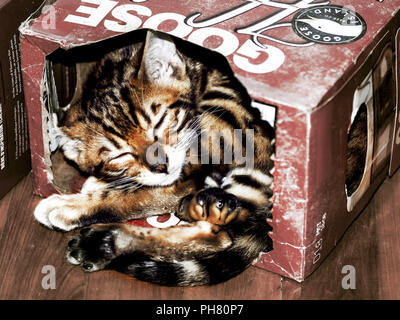Chatons dans une boîte cat sleeping Banque D'Images