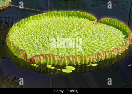 Victoria cruziana (Santa Cruz Water Lily, de l'eau plateau, yrupe Burmeist argentine Victoria, le synonyme.) Banque D'Images