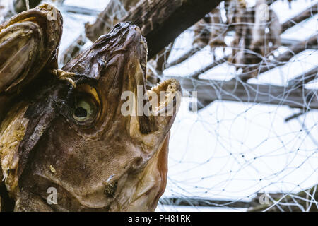 Les têtes de poissons séchés morue qui sont pendus sur une serre chaude Banque D'Images