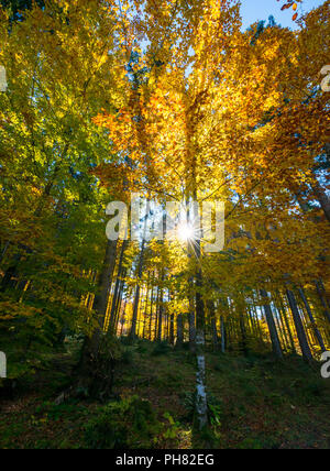 Soleil brille à travers les feuilles d'automne coloré, forêt en automne, Spain, Upper Bavaria, Bavaria, Germany Banque D'Images