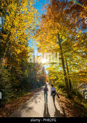 Soleil brille à travers les feuilles d'automne coloré, deux poussettes dans la forêt en automne, Spain, Upper Bavaria, Bavaria, Germany Banque D'Images