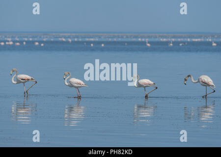 Des flamants roses (Phoenicopterus roseus), Walvis Bay, Erongo, Namibie District Banque D'Images