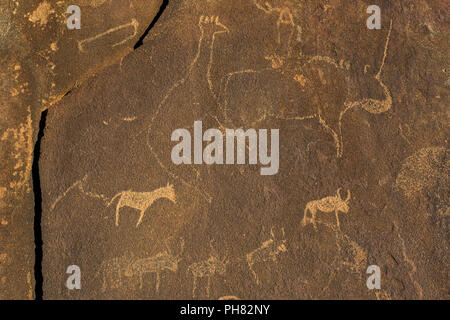 Gravures, représentations animales, Twyfelfontain, district de Kunene, Namibie Banque D'Images