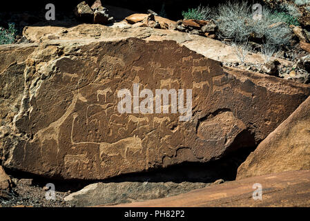 Gravures, représentations animales, Twyfelfontain, district de Kunene, Namibie Banque D'Images