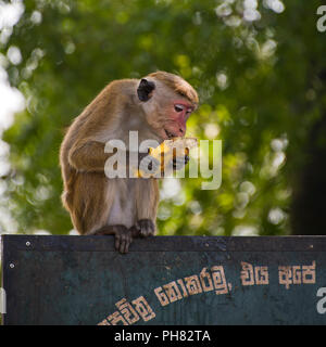 Place près d'un singe mangeant les déchets alimentaires de la poubelle. Banque D'Images