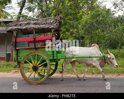 Vue horizontale d'un chariot à boeufs au Sri Lanka. Banque D'Images
