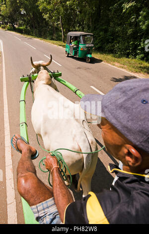 Vue verticale d'un passager en chariot à bœufs au Sri Lanka. Banque D'Images
