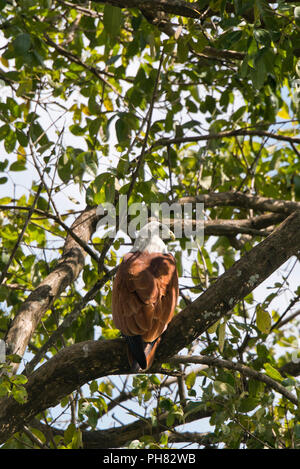 Vue verticale d'un Brahminy Kite. Banque D'Images