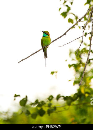 Vue verticale d'un swallow-tailed bee-eater. Banque D'Images