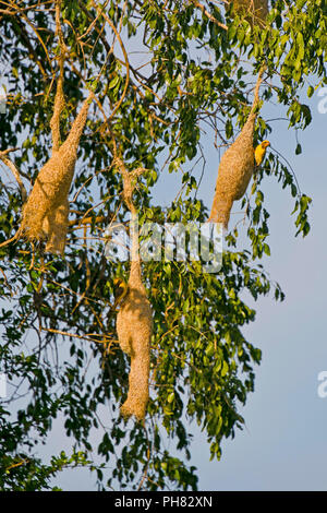 Vue verticale de Baya weaver oiseaux sur leurs nids inhabituelle. Banque D'Images