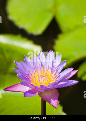 Close up vertical du nénuphar bleu au Sri Lanka. Banque D'Images