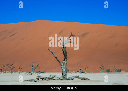 Camelthorn arbres morts (Acacia erioloba) en face des dunes de sable, Dead Vlei, Sossusvlei, Désert du Namib Banque D'Images