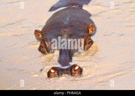 Une semi-immergé Hippo montre l'adaptation classique d'un animal aquatique en ayant les oreilles, yeux et narines sur le dessus de sa tête pour le moins Banque D'Images