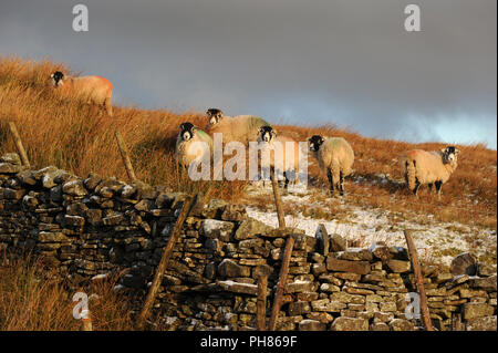 Six moutons Swaledale derrière un mur en pierre sèche sur une colline haute de ferme sur Buttertubs - Passer l'hiver dans le Yorkshire Dales. Tous les moutons regarder l'appareil photo Banque D'Images