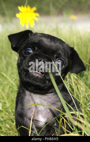 Schwarzer Mops, Pug Noir, 8 semaines vieux chiot Banque D'Images