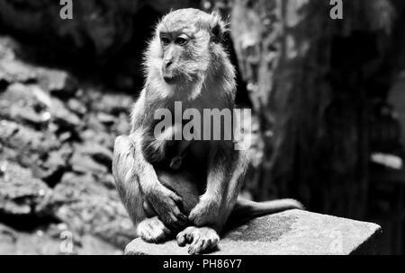 Singe femelle nourrir son bébé avec son lait, Batu Caves Banque D'Images