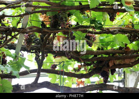 Hambourg noir (Vitis vinifera) de raisins poussant sur la grande vigne, Hampton Court Palace, East Molesey, Surrey, Angleterre, Grande-Bretagne, Royaume-Uni, Europe Banque D'Images