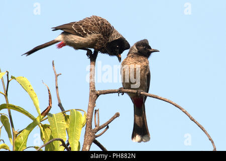 Red-bulbuls ventilé en Inde Banque D'Images