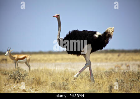 Une autruche en Afrique Namibie Etosha National Park Banque D'Images