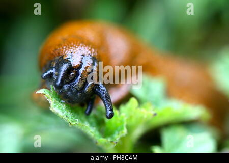 Escargot rouge (close up) Banque D'Images