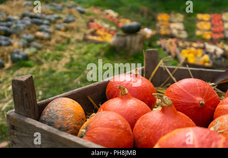 Red kuri pumpkins dans des caisses au marché de citrouille with copy space Banque D'Images