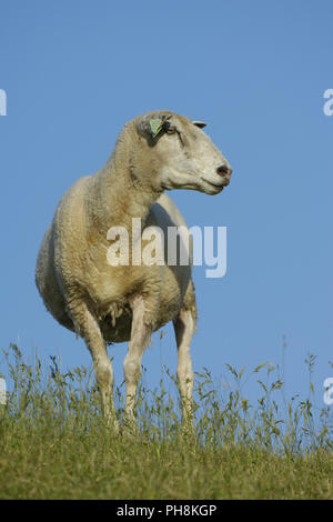 (Texelschaf Hausschaf) Texel Sheep (mouton domestique) Banque D'Images