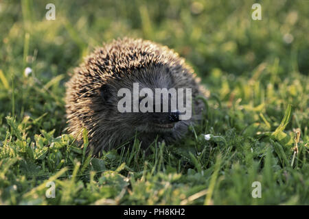 Igel (Westigel Europaeischer, Braunbrustigel) Western Hedgehog Banque D'Images