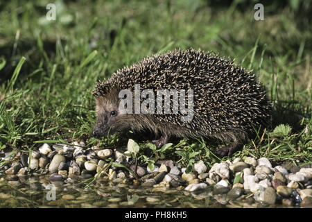 Igel (Westigel Europaeischer, Braunbrustigel) Western Hedgehog Banque D'Images