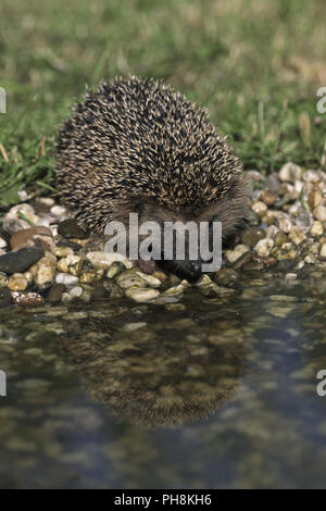 Igel (Westigel Europaeischer, Braunbrustigel) Western Hedgehog Banque D'Images