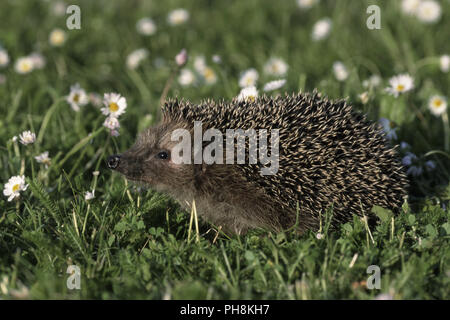 Igel (Westigel Europaeischer, Braunbrustigel) Western Hedgehog Banque D'Images