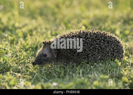 Igel (Westigel Europaeischer, Braunbrustigel) Western Hedgehog Banque D'Images