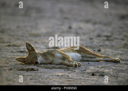 Schabrackenschakal, chacal à dos noir (Canis mesomelas) Banque D'Images