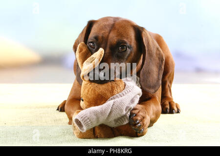 Bayrischer Gebirgsschweisshund Pluechstier mit, Bavaroise Mountain Hound avec peluche Banque D'Images