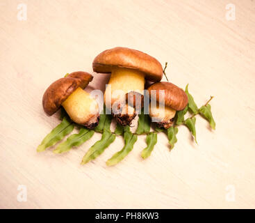 Suillus luteus champignons. Variété de champignons forestiers comestibles Jack glissantes. Banque D'Images