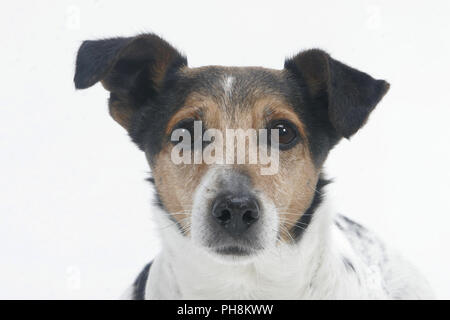 Jack Russell Terrier, Parson Russell Terrier, Portrait Banque D'Images