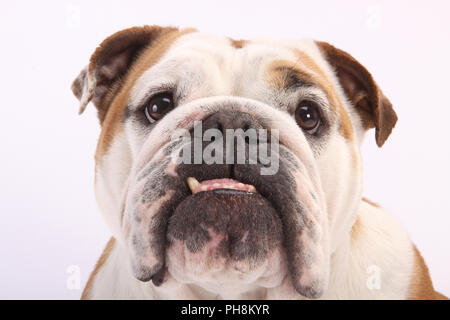 Englische Bulldogge, Portrait, Bulldog Anglais, British Bulldog Banque D'Images