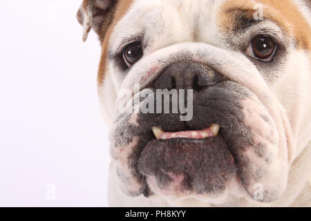 Englische Bulldogge, Portrait, Bulldog Anglais, British Bulldog Banque D'Images