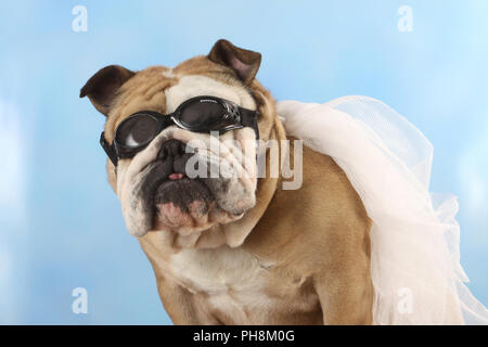 Englische Bulldogge, adultes, niveau, Bulldog Anglais Fliegeroutfit Banque D'Images