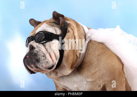 Englische Bulldogge, adultes, niveau, Bulldog Anglais Fliegeroutfit Banque D'Images