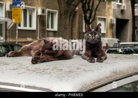 Belgrade, Serbie, août 2018 - Deux chats errants reposant sur le toit d'une voiture en stationnement dans le centre-ville de Majke Jevrosime street Banque D'Images