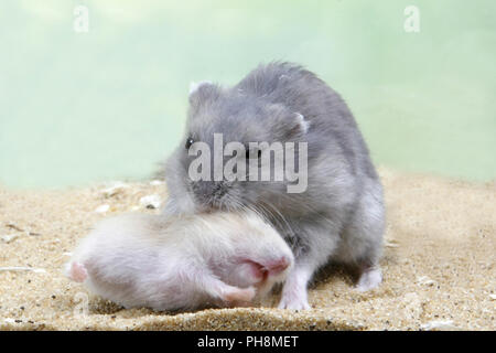 Hamster nain russe Banque D'Images