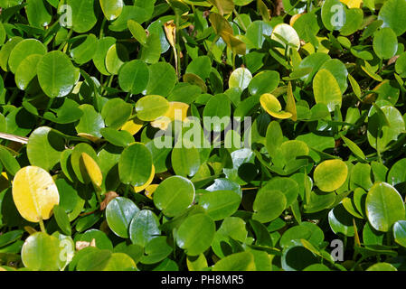 Hydrocleys nymphoides, le waterpoppy ou eau-poppy Banque D'Images