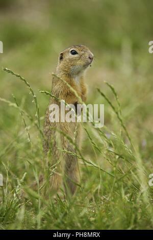 Spermophilus citellus Europaeisches Ziesel, souslik d'Europe, Banque D'Images