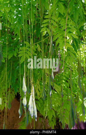 Wisteria floribunda f. Wisteria Multijuga (Japonais) Banque D'Images