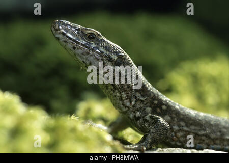 Mauereidechse, Portrait, Podarcis muralis, lézard des murailles Banque D'Images