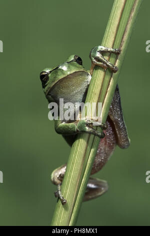 Europaeischer Laubfrosch, Hyla arborea, European tree frog Banque D'Images