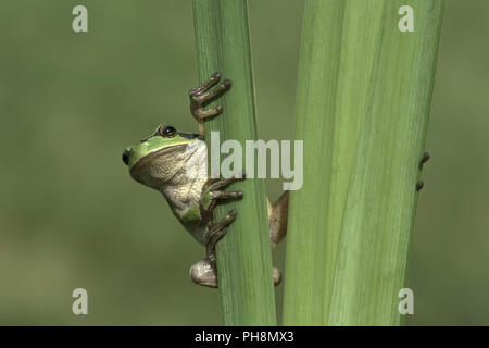 Europaeischer Laubfrosch, Hyla arborea, European tree frog Banque D'Images