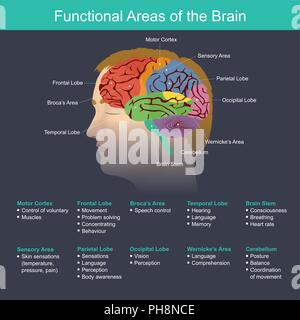 Le cerveau est une partie importante dans la régulation de la fonction de l'organes du corps, le système nerveux, la mémoire, la vision, l'audition, la parole, la Illustration de Vecteur