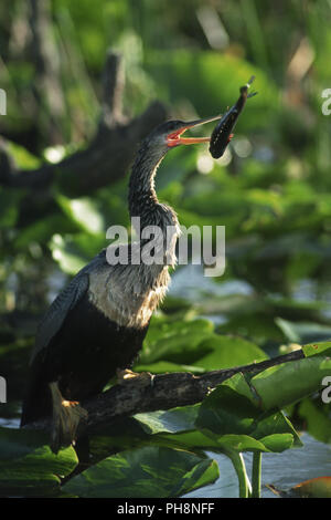 Schlangenhalsvogel mit Beute, Anhinga au lissage avec les proies Banque D'Images